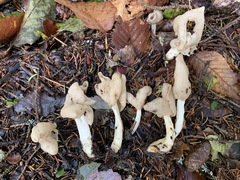 Helvella elastica