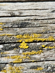 Candelariaceae