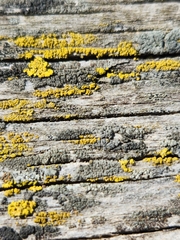 Candelariaceae