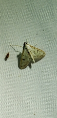 Palpita