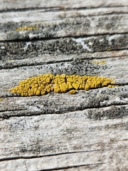 Candelariaceae