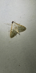 Palpita