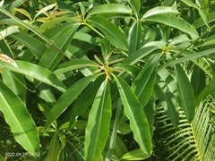 Alstonia scholaris