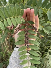 Amorpha fruticosa