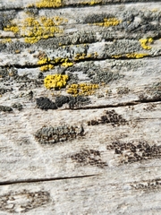 Candelariaceae