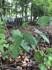 Symphoricarpos orbiculatus