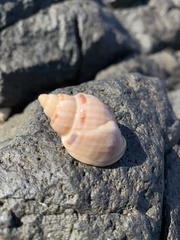 Sydaphera lactea
