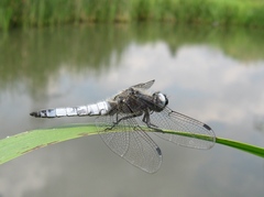 Libellula fulva