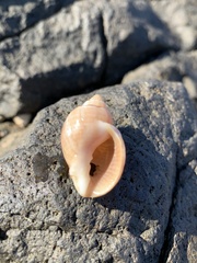 Sydaphera lactea
