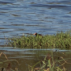 Jacana spinosa
