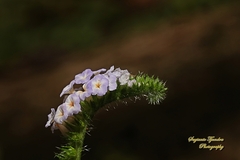 Heliotropium indicum