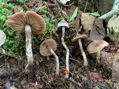 Cortinarius flexipes