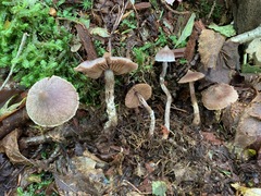 Cortinarius flexipes