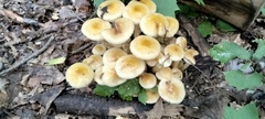 Desarmillaria caespitosa