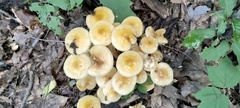 Desarmillaria caespitosa