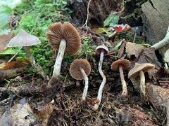 Cortinarius flexipes