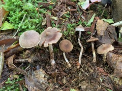 Cortinarius flexipes