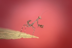 Stagmatoptera