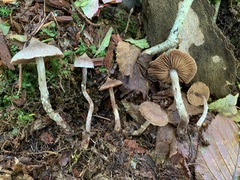 Cortinarius flexipes
