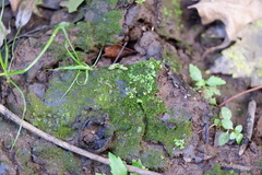Ricciaceae