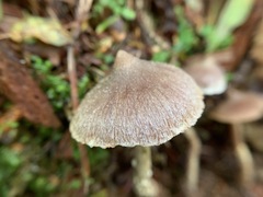 Cortinarius flexipes