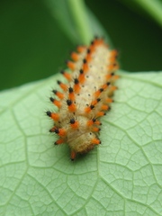Zerynthia polyxena