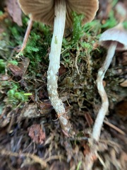 Cortinarius flexipes