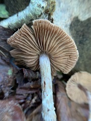 Cortinarius flexipes