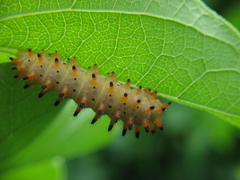 Zerynthia polyxena