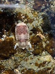 Exosphaeroma