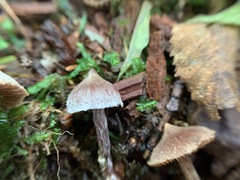 Cortinarius flexipes
