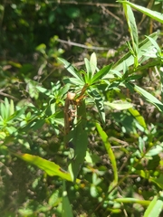 Mantidae