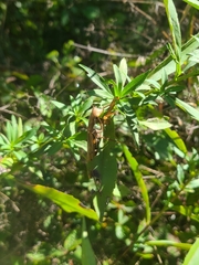 Mantidae