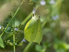 Gonepteryx