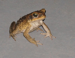 Rhinella marina