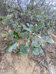 Quercus garryana semota