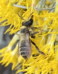 Megachile perihirta