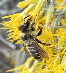 Megachile perihirta
