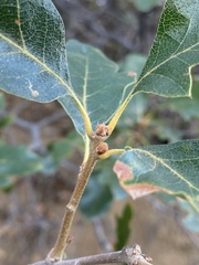 Quercus garryana semota