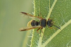 Hoplisoides