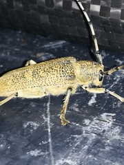 Saperda carcharias