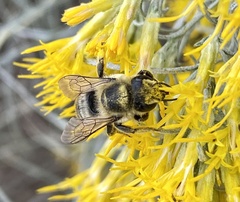 Megachile perihirta