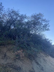 Quercus garryana semota