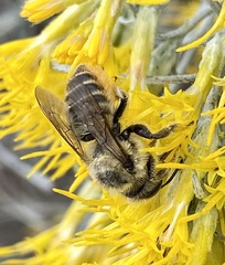 Megachile perihirta