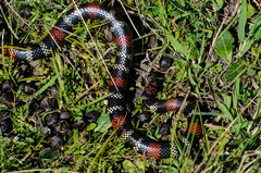 Micrurus altirostris