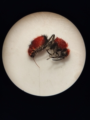 Dasymutilla erythrina