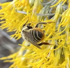 Megachile perihirta