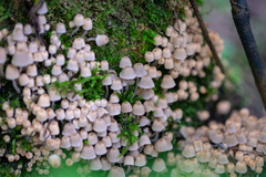Mycena