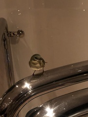 Setophaga caerulescens