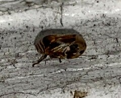 Clastoptera obtusa